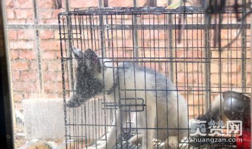 男子买狐狸当宠物,狐狸,宠物,爽赞网