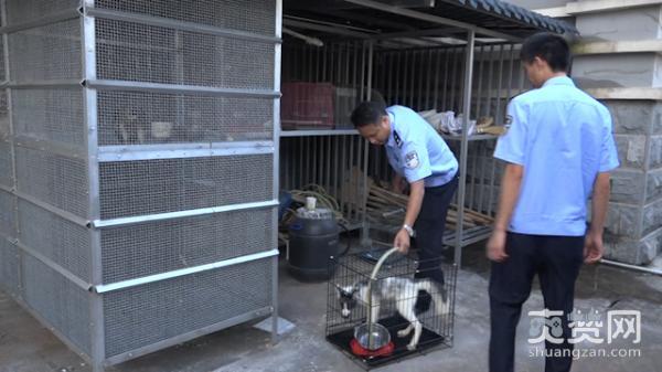 男子买狐狸当宠物,狐狸,宠物,爽赞网