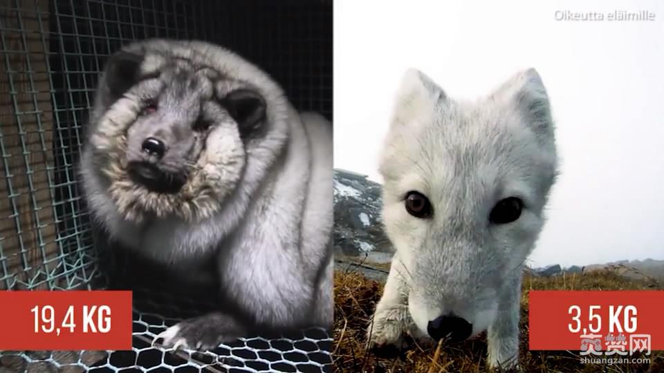 狐狸被养成怪物,皮草,养殖,爽赞网