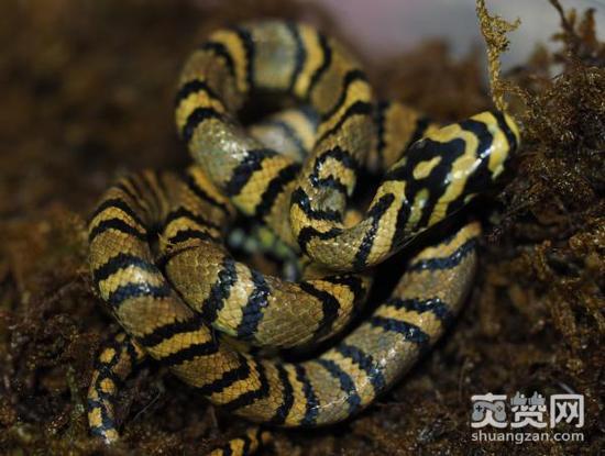 全球最美蛇,横斑锦蛇,繁育,爽赞网