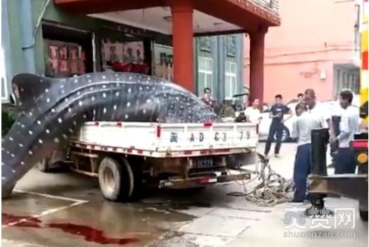 鲸鲨被切割宰杀,鲸鲨,爽赞网